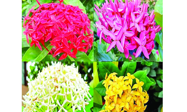 নানা রঙের রঙ্গন ফুল