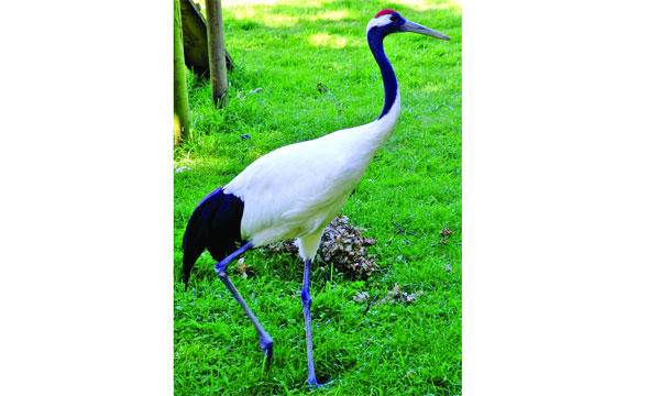 লালচূড়া সারস পাখি
