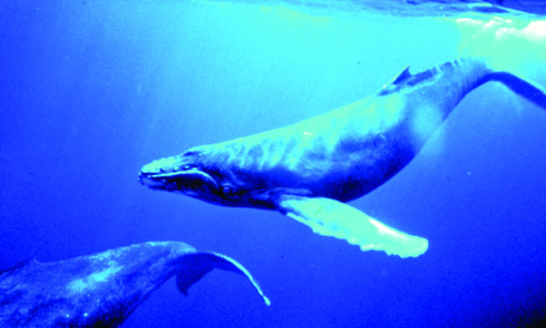 তিমি কেন মাছ নয়