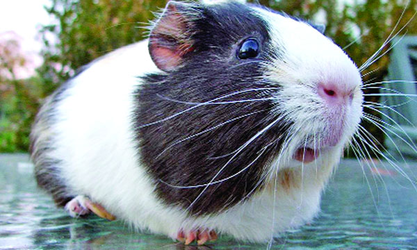 গিনিপিগ কী