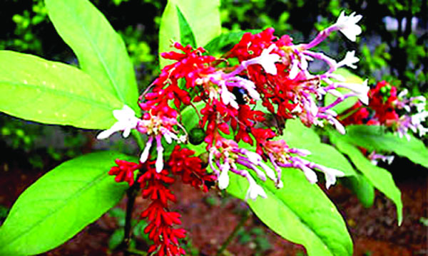 সর্পগন্ধা কী