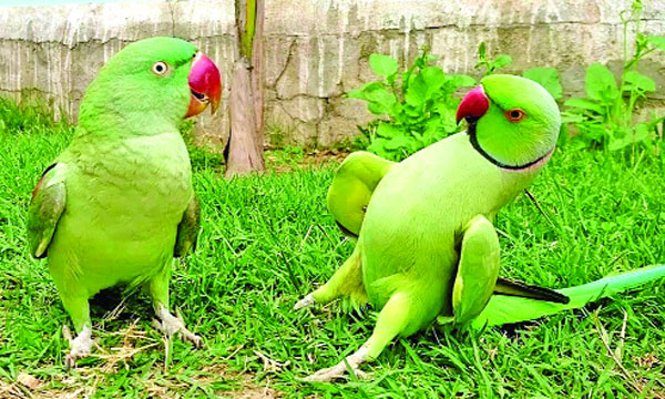 টিয়া পাখি