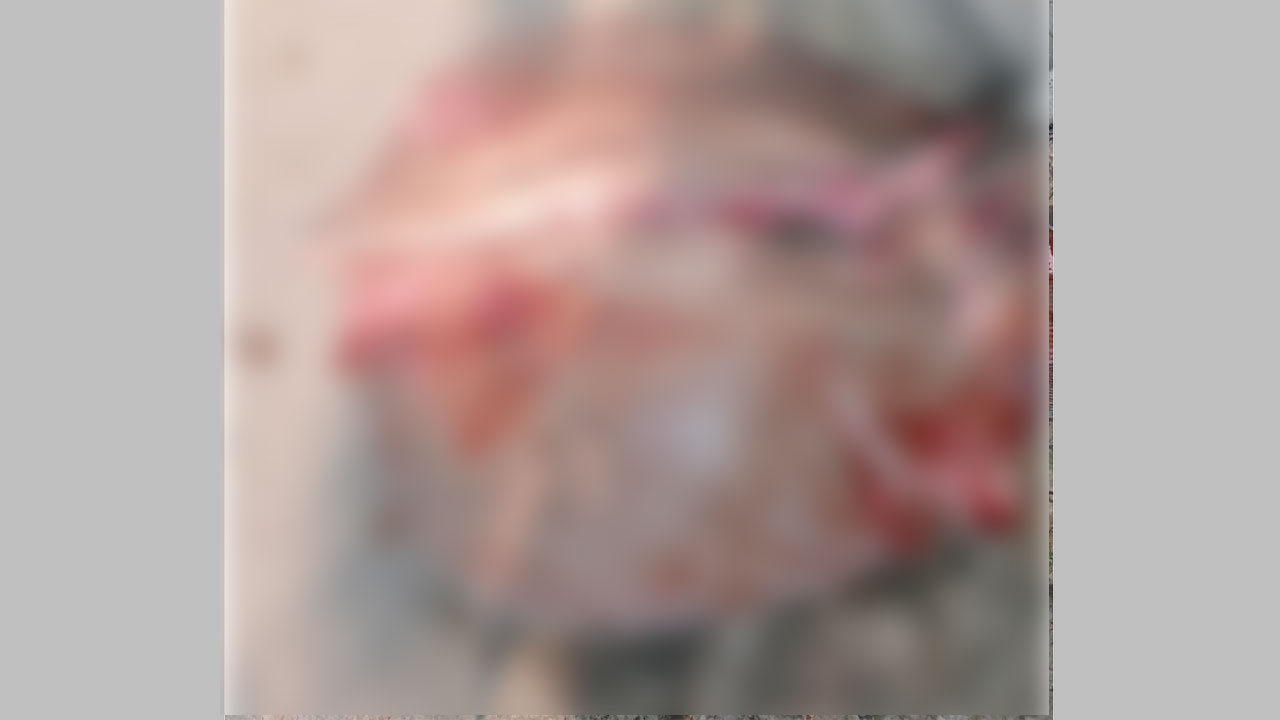 কাটা অবস্থায় জব্দ শাপলাপাতা মাছ