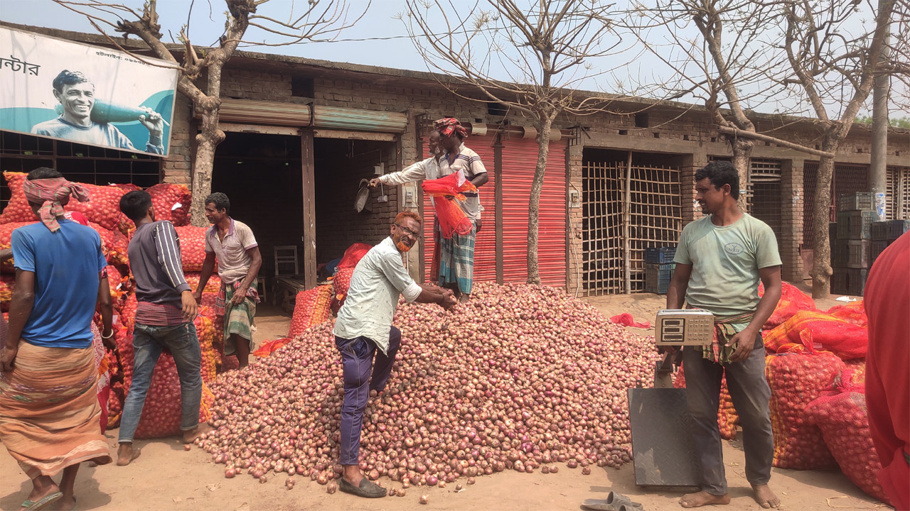 চৌগাছায় মুড়িকাটা পেঁয়াজের দাম কম চাষিদের মাথায় হাত