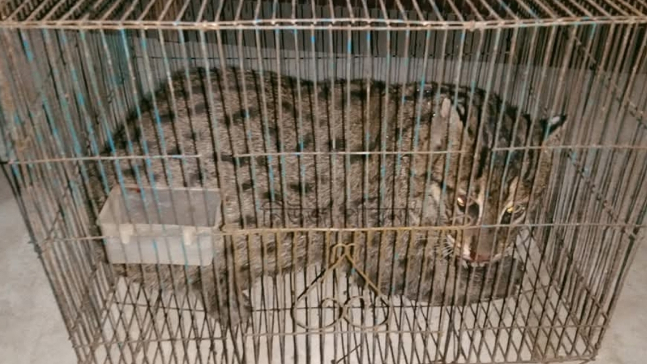 আটক মেছোবাঘ।