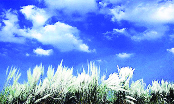 শুভ্রতার লাবণ্যে শরতের আলো