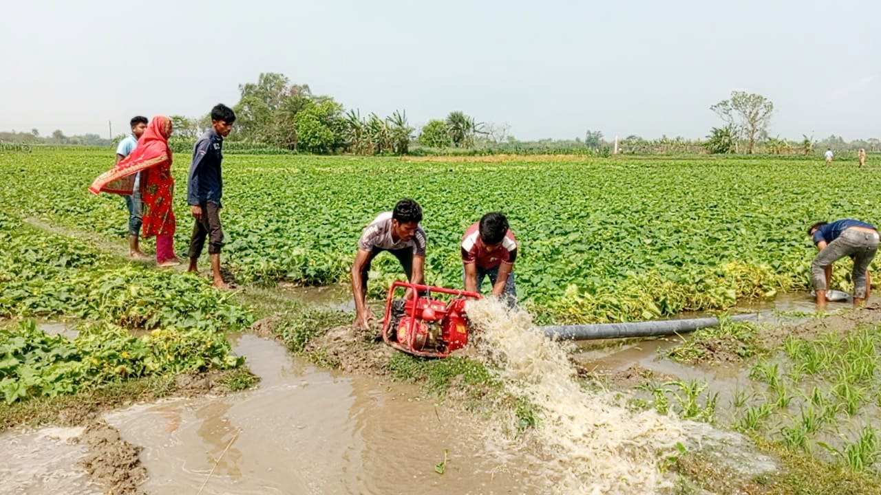 অসময়ের বৃষ্টিতে পাঁচবিবিতে ফলের ব্যাপক ক্ষতি