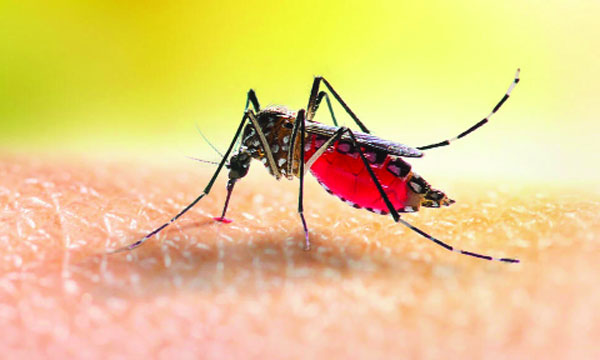 মশার জীবনচক্র ও আমরা