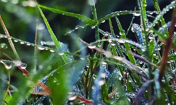 হেমন্তে ভোরের স্নিগ্ধতা