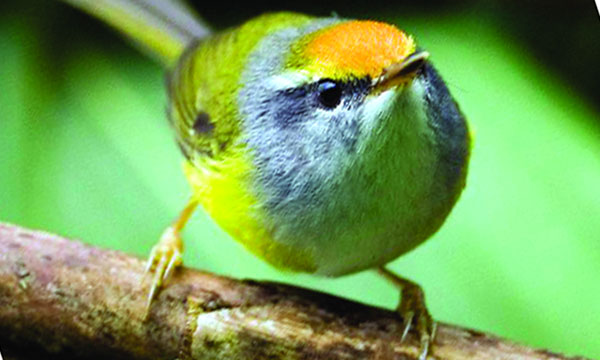 পাহাড়ি টুনটুনি