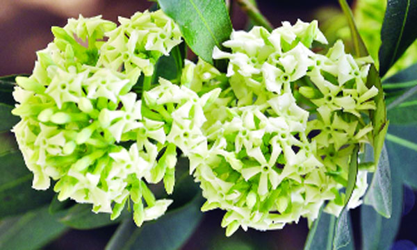 মিষ্টি ঘ্রাণ ছাতিম ফুল