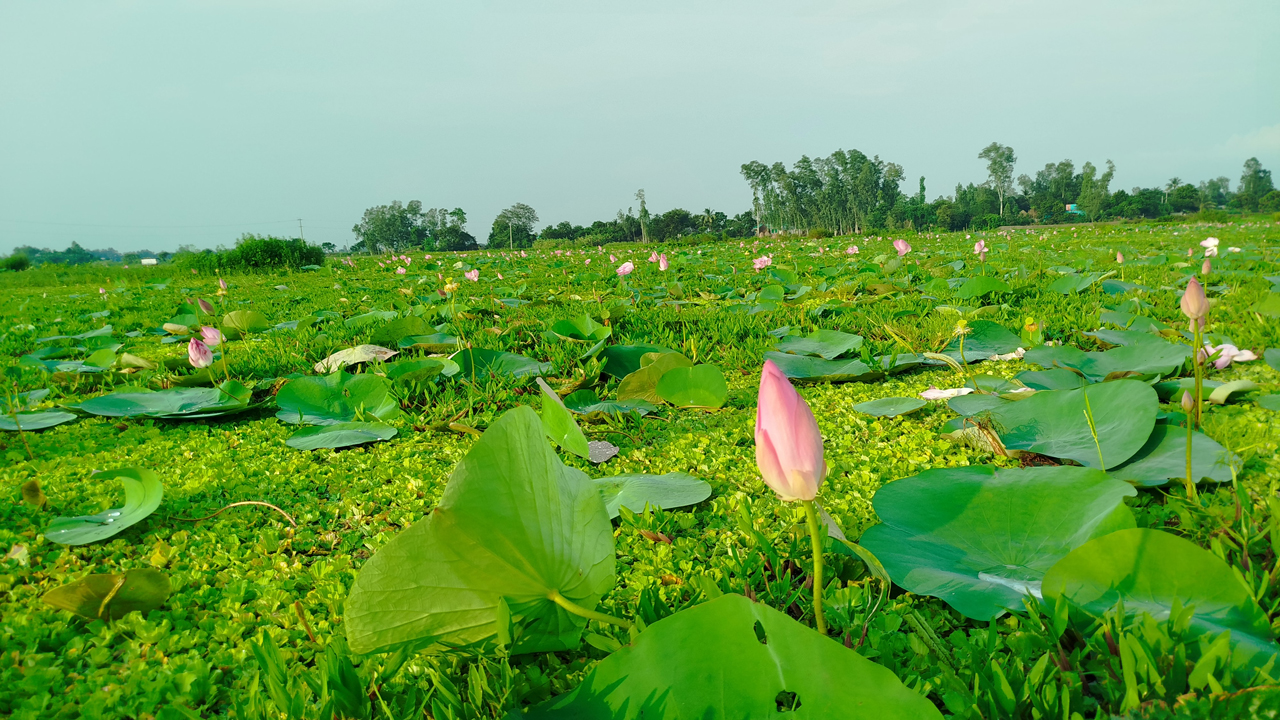 বিলের বিভিন্ন অংশে পদ্মফুল ফুটতে শুরু করেছে
