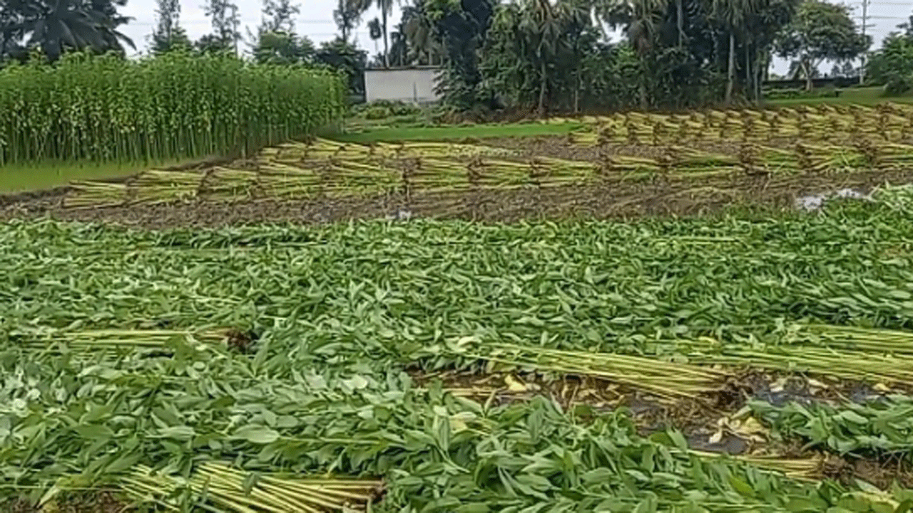 পাটের জাগ