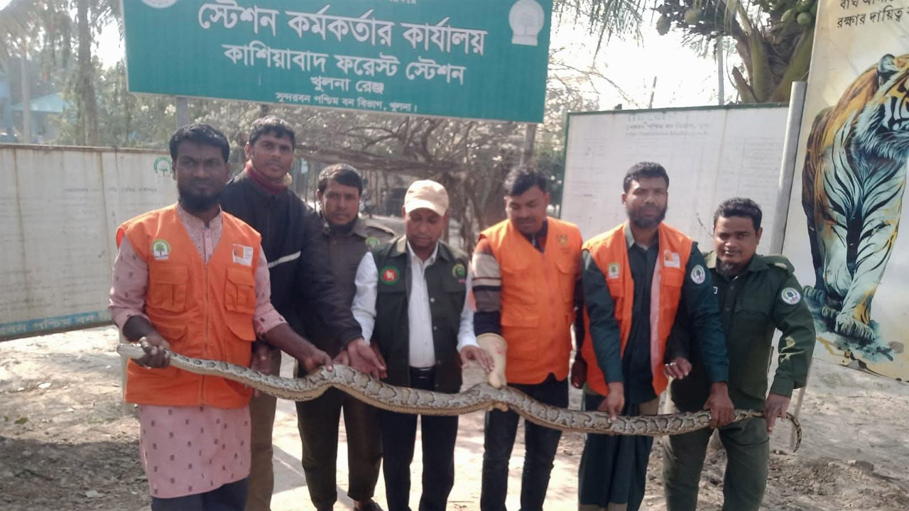 উদ্ধারকৃত অজগর