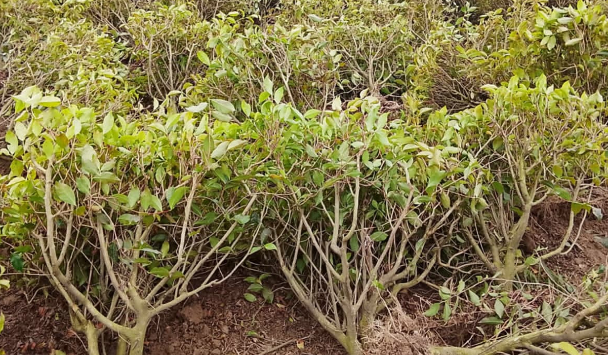 উপড়ে ফেলা চা গাছ