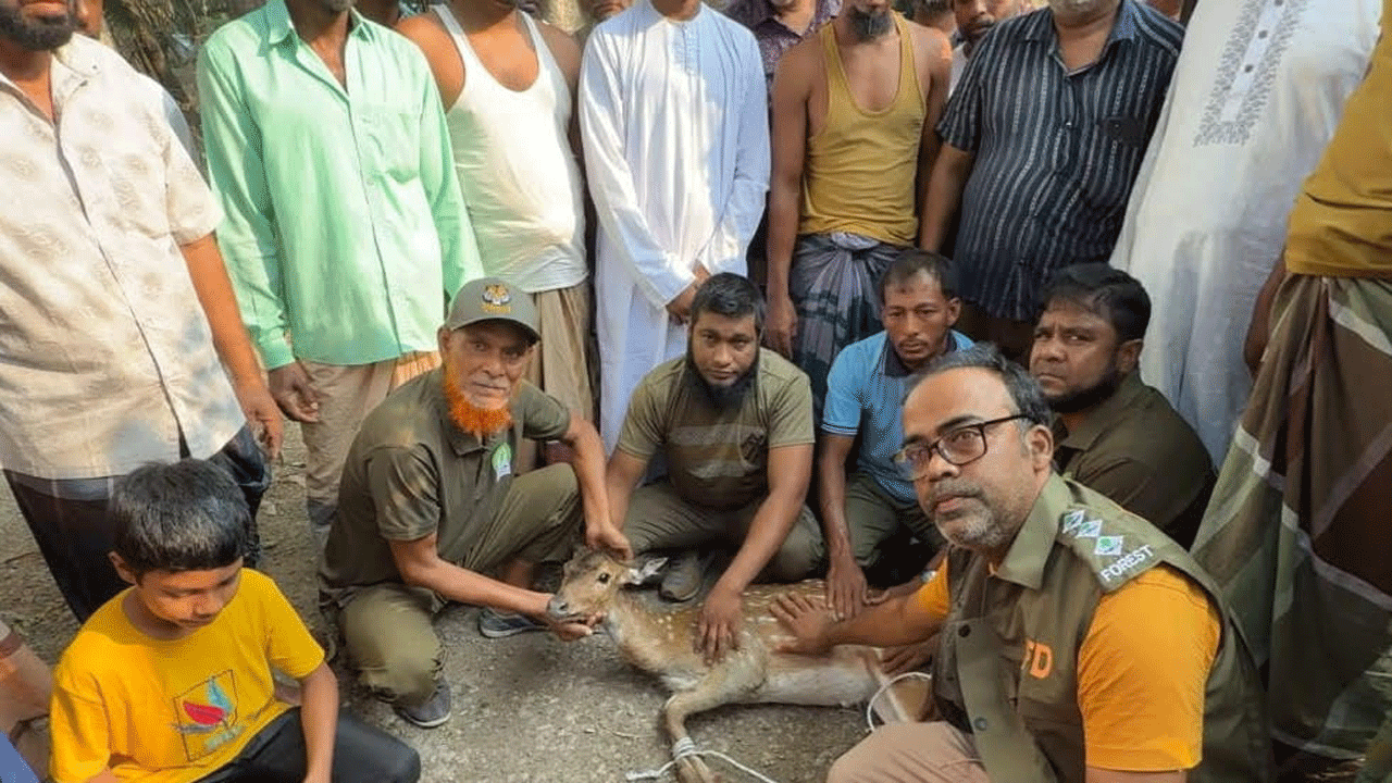 উদ্ধারকৃত হরিণ