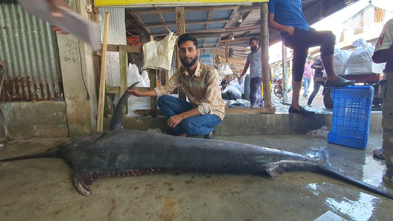 দ্রুতগতির ‘পাখি মাছ’।