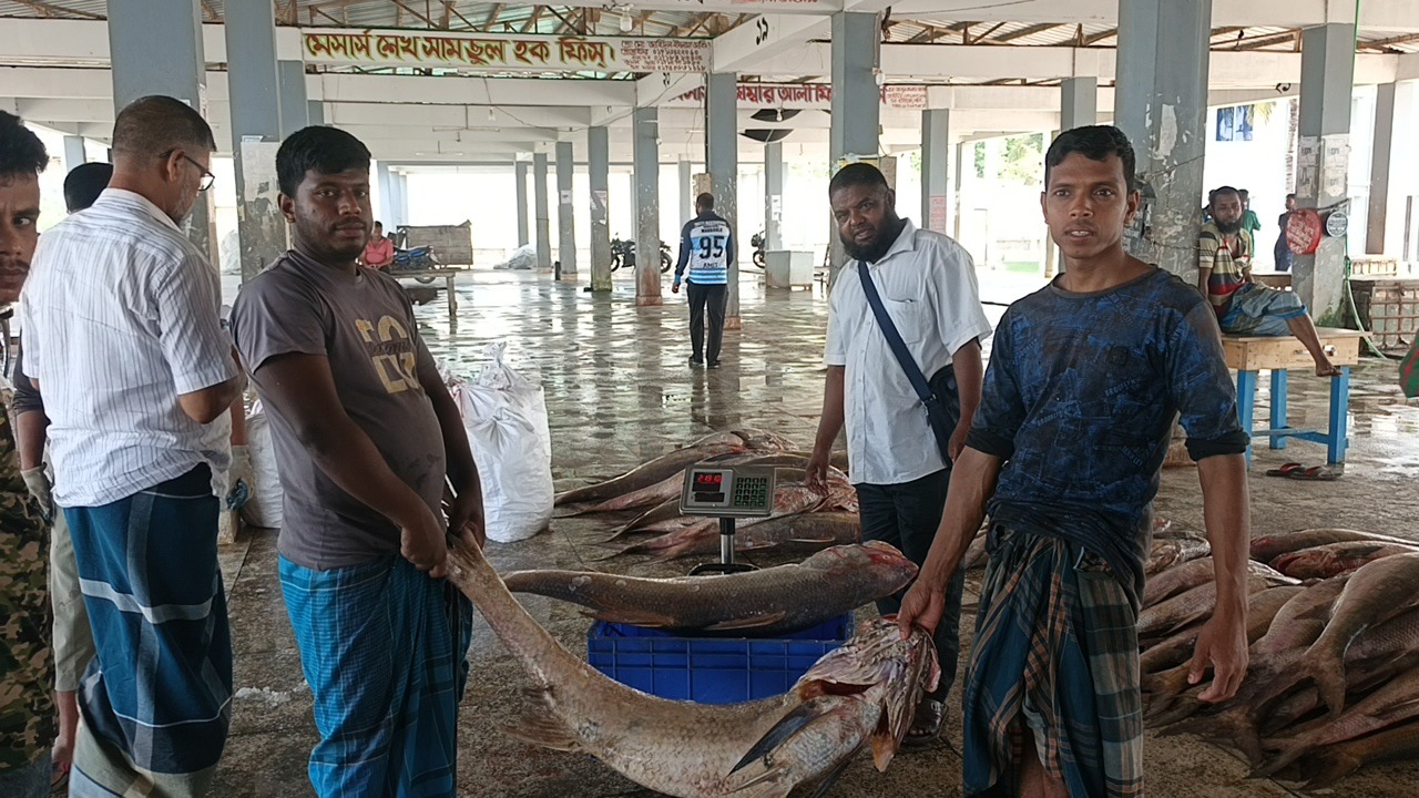 মাছগুলো পাড়েরহাট মৎস্য বন্দরে বিক্রি হয়