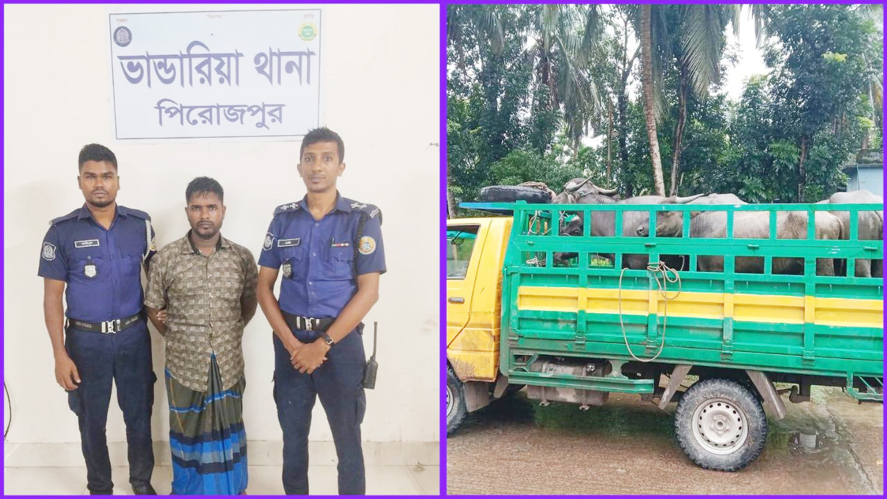 আটক কামরুল হাওলাদার, (ডানে) চারটি মহিষসহ জব্দকৃত পিকআপ