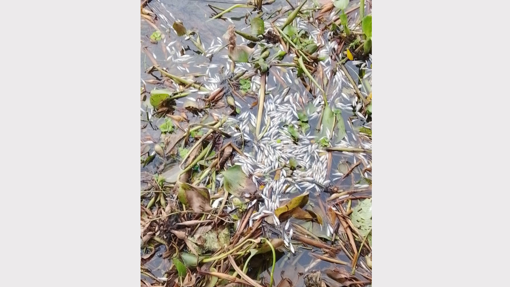 শাহরাস্তিতে বকুলতলা দিঘীতে বিষ প্রয়োগ, কোটি টাকার ক্ষতি