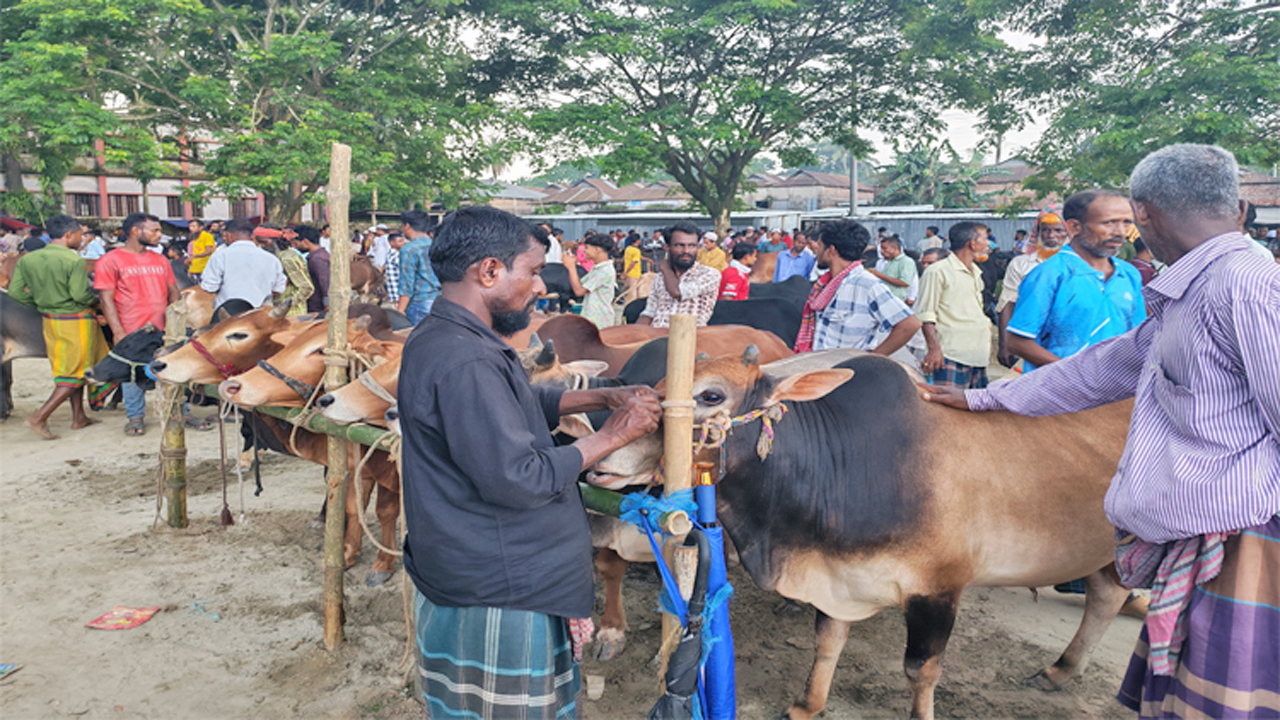 কোরবানির হাটে গরু কেনাবেচার ব্যস্ততা