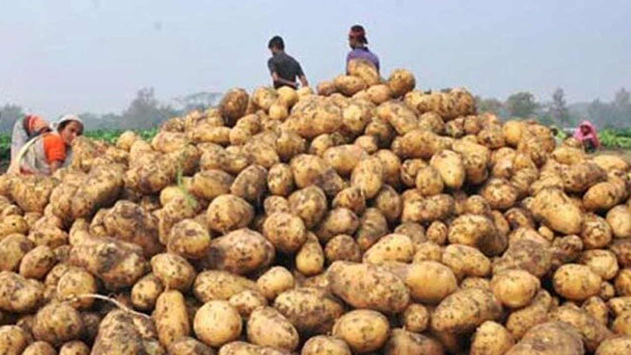 লালমনিহাটের ক্ষেতের আলু