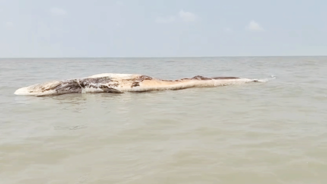 সমুদ্র সৈকতে ভাসমান মৃত অর্ধগলিত তিমিটি