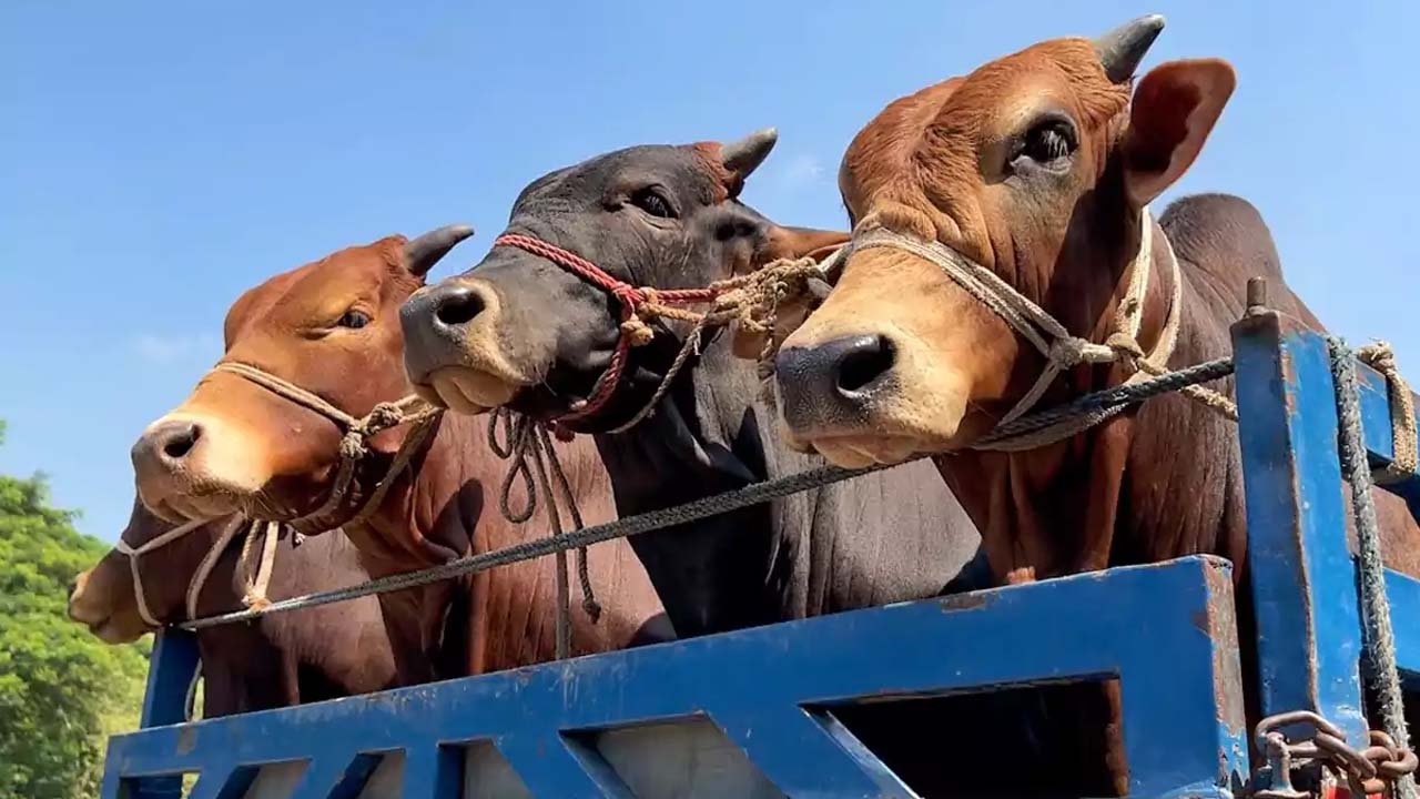 ট্রাকে কোরবানির পশু পরিবহন