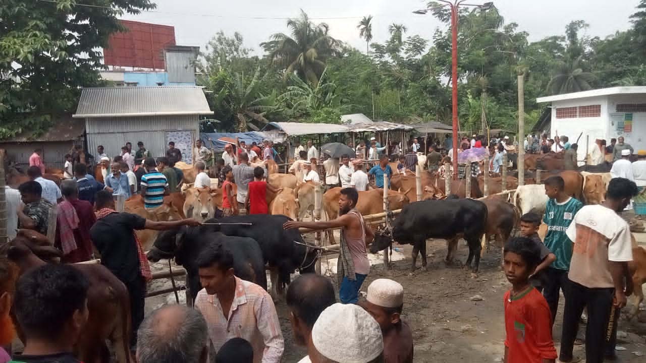 ঝালকাঠির কোরবানির হাট