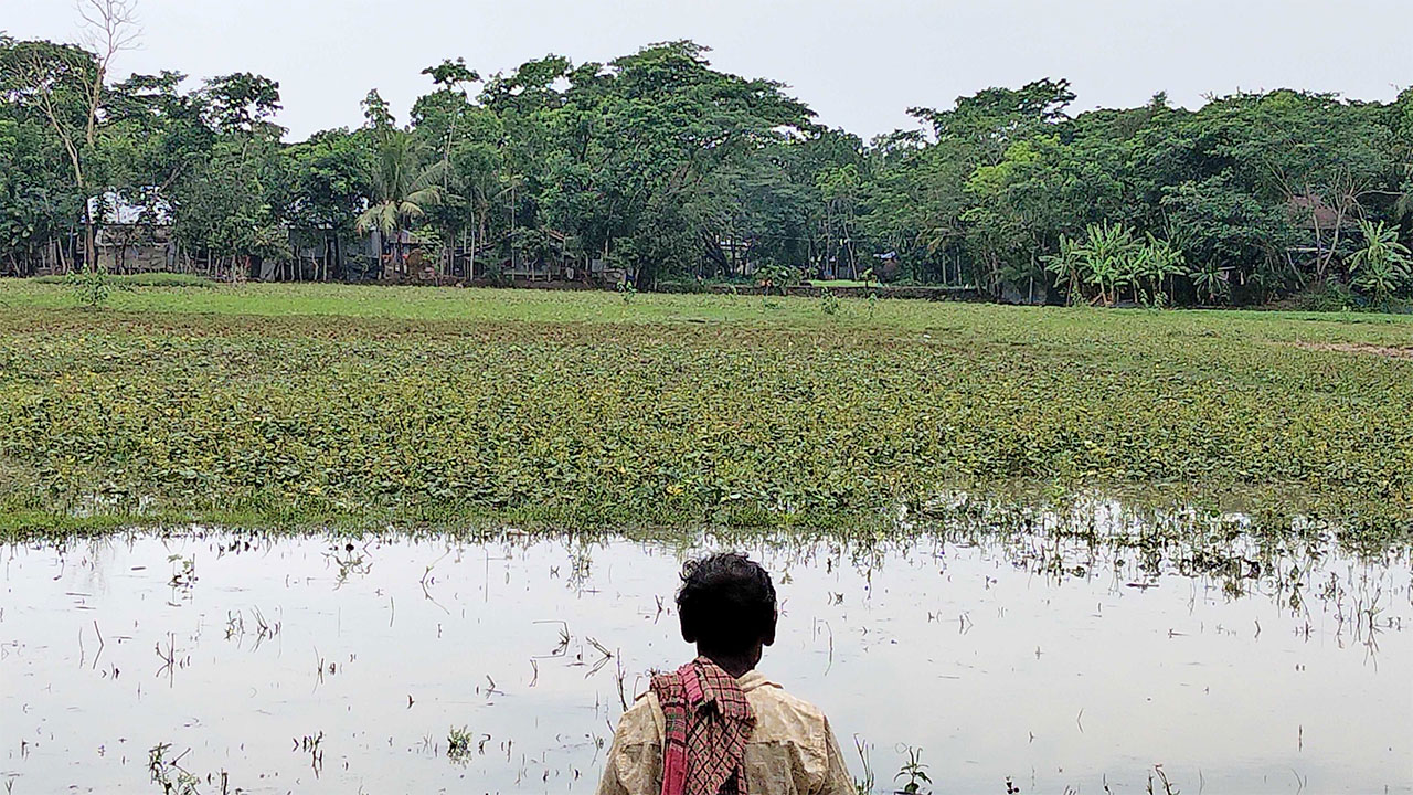 মির্জাগঞ্জে বৃষ্টিতে মুগডালের ক্ষতি, কৃষকের কপালে চিন্তার ভাঁজ