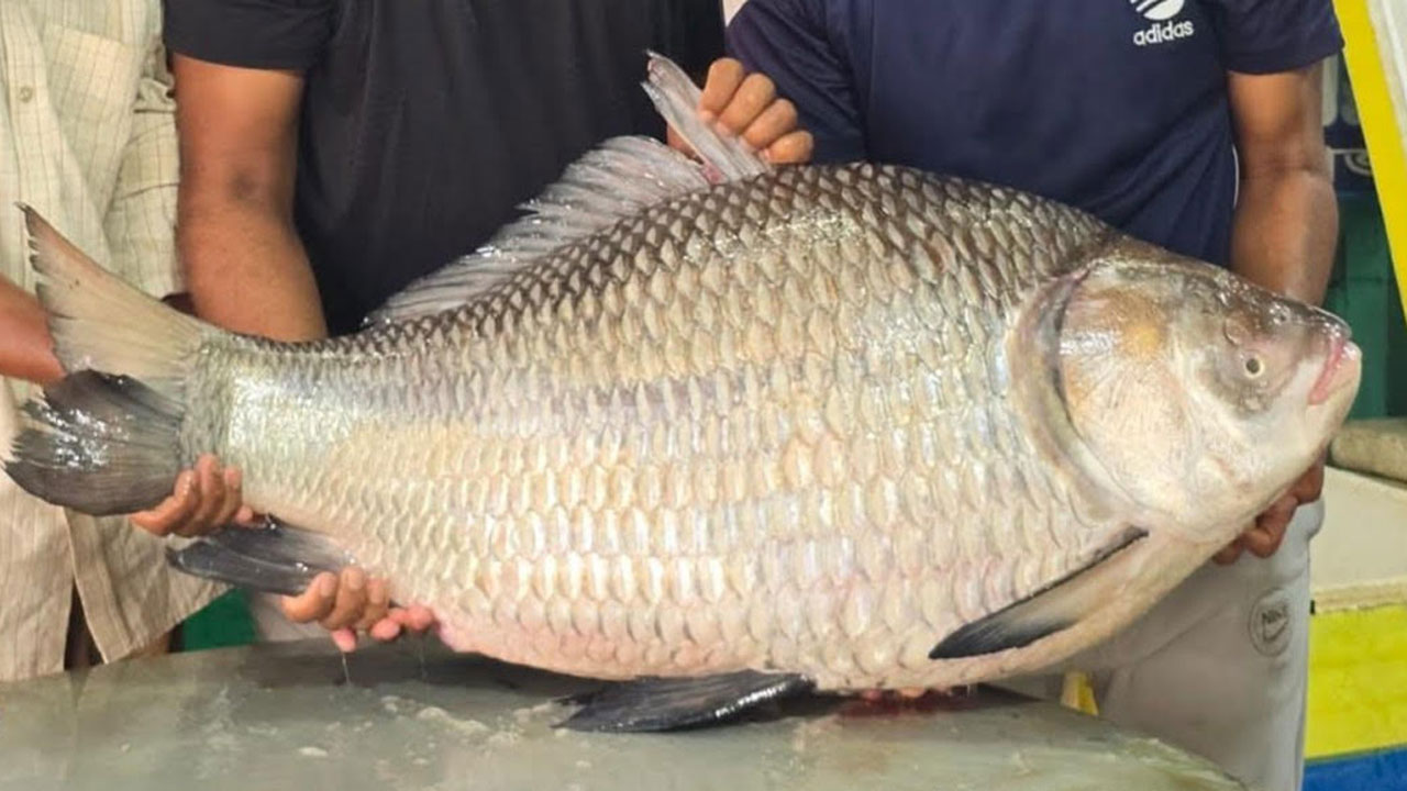 ২৫ কেজি ৫০০ গ্রাম ওজনের কাতলা মাছ