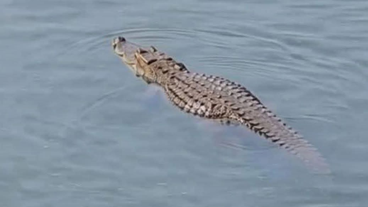 পদ্মা নদীতে কুমির