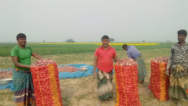 পিঁয়াজের বাম্পার ফলন