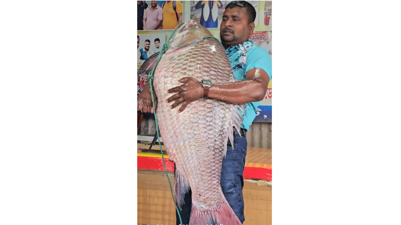 কাতল মাছ