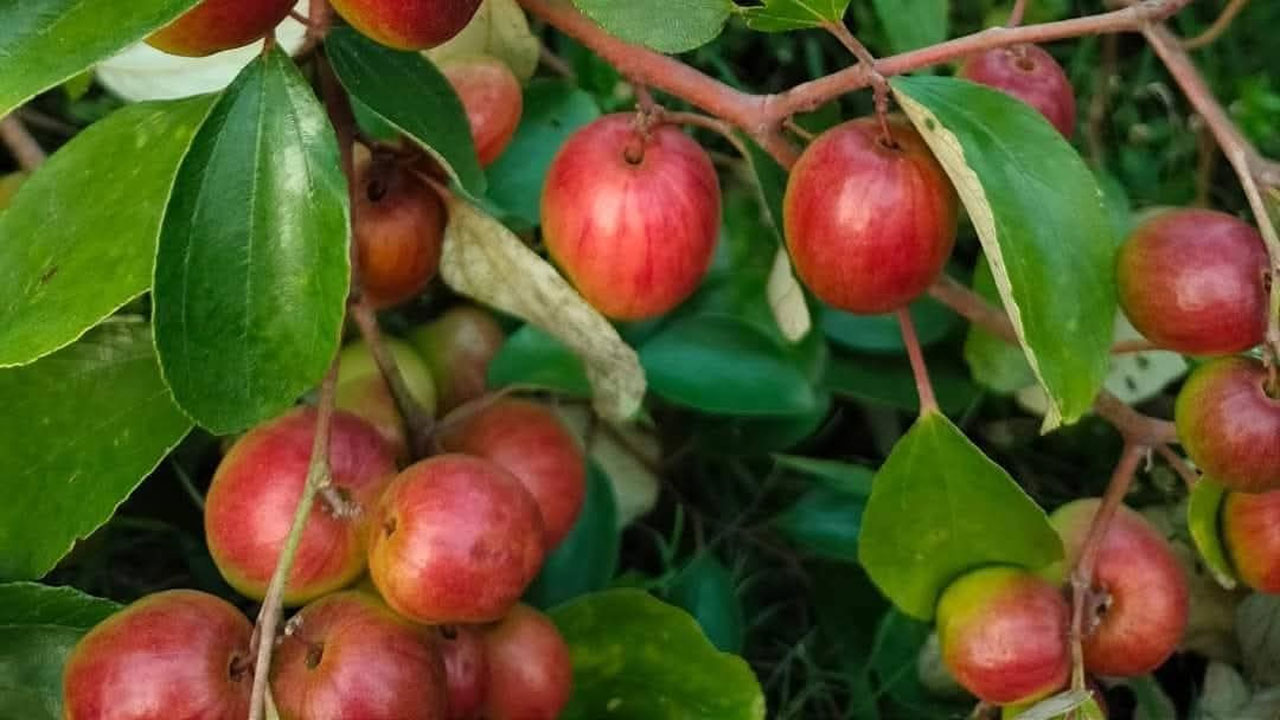 সবুজ পাতার ফাঁকে থোকায় থোকায় কুল