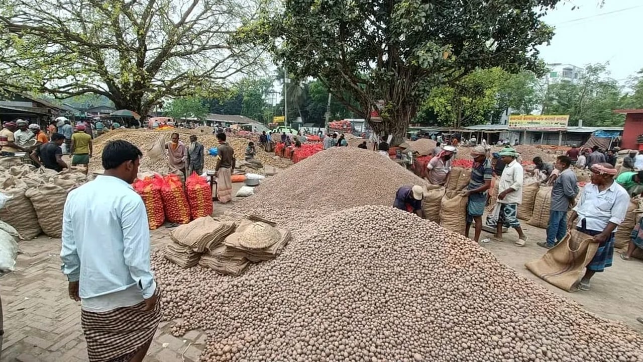 আলু বস্তায় ভরা হচ্ছে