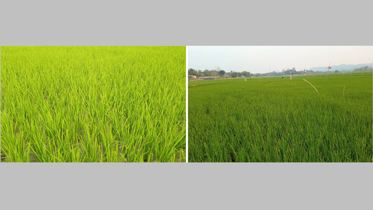 হ্রদে পানি না কমায় কমেছে চাষযোগ্য জমি, অন্যদিকে জ্বালানি সঙ্কটের কারণে ফসলি জমিতে সেচ বিঘ্ন
