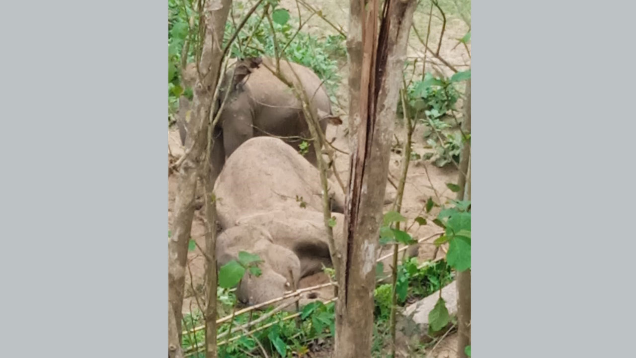 দীর্ঘদিন অসুস্থতায় ভোগার পর বন্যহাতিটির মৃত্যু হয়েছে