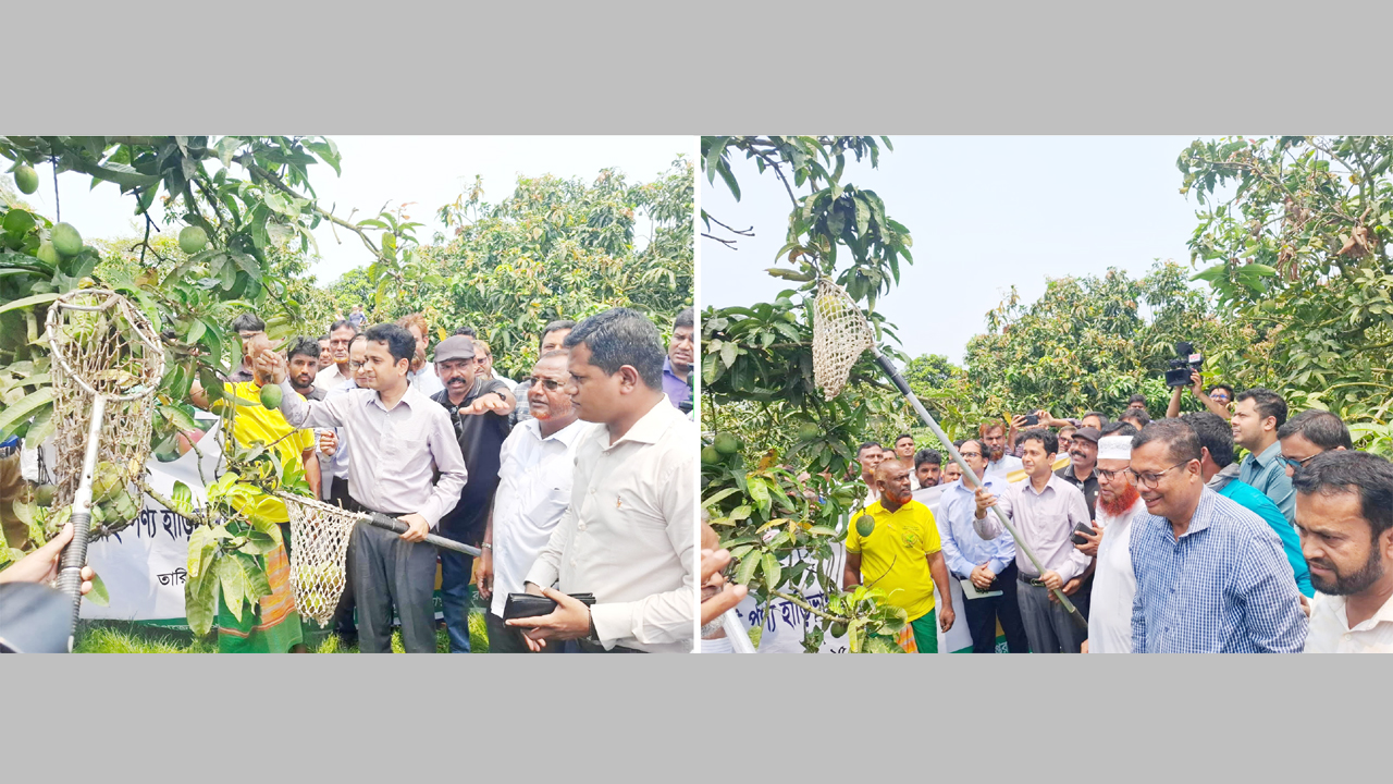 গাছ থেকে আম পেড়ে হাঁড়িভাঙ্গা আমের বাজারজাত কার্যক্রমের উদ্বোধন করলেন রংপুর জেলা প্রশাসক