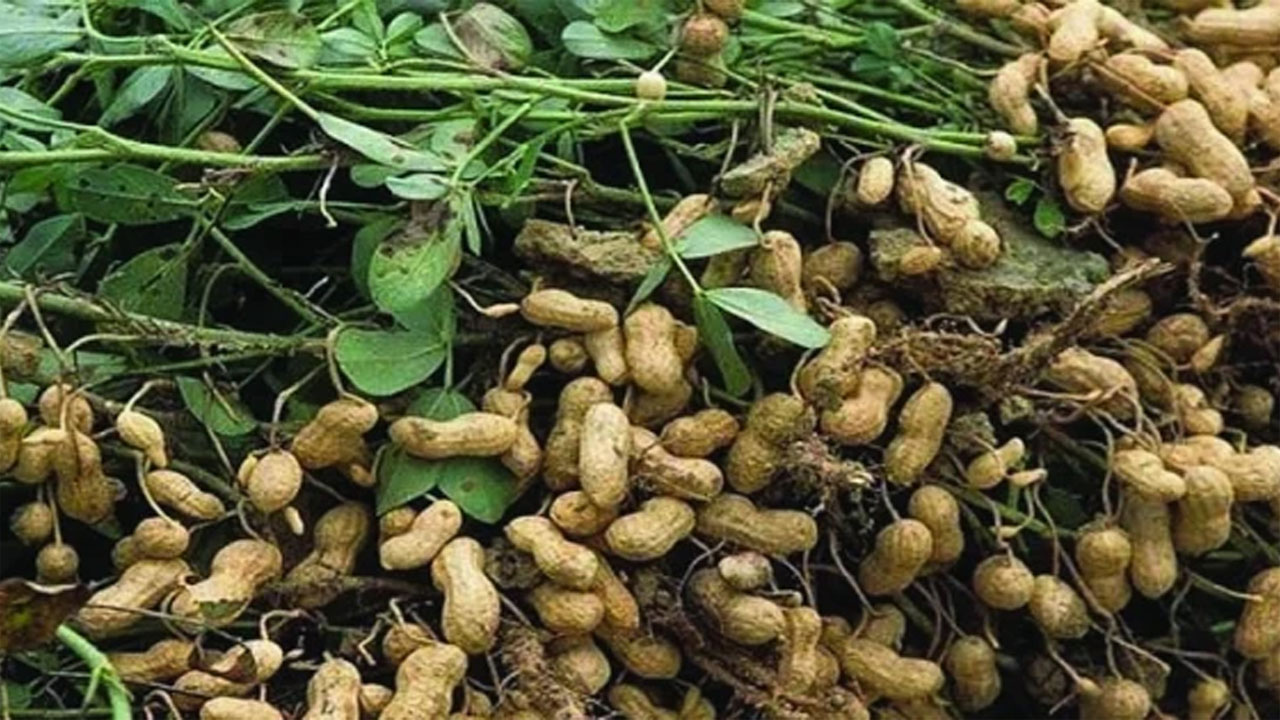 চিনাবাদাম