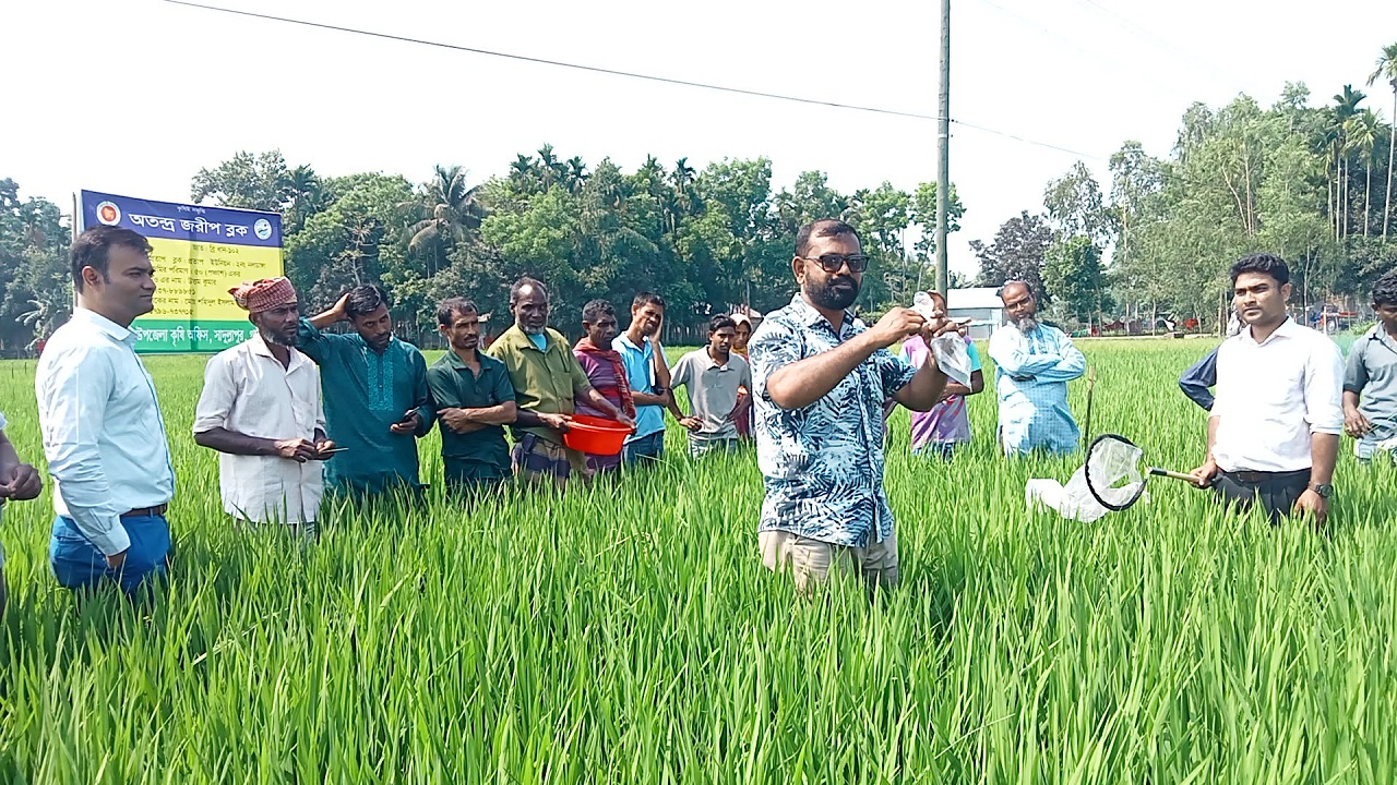 সাদুল্লাপুরে সমন্বিত বালাই ব্যবস্থাপনা কার্যক্রম অব্যাহত রাখতে মাঠে কর্মকর্তারা