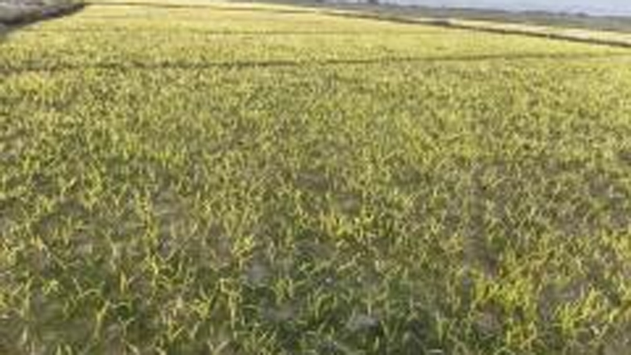 কোল্ড ইনজুরিতে বীজতলা