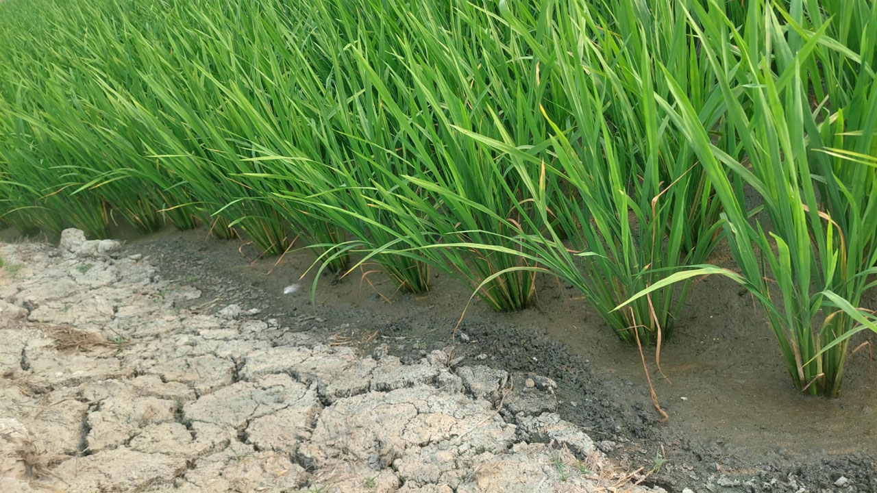বোরো ধানের একটি ক্ষেত