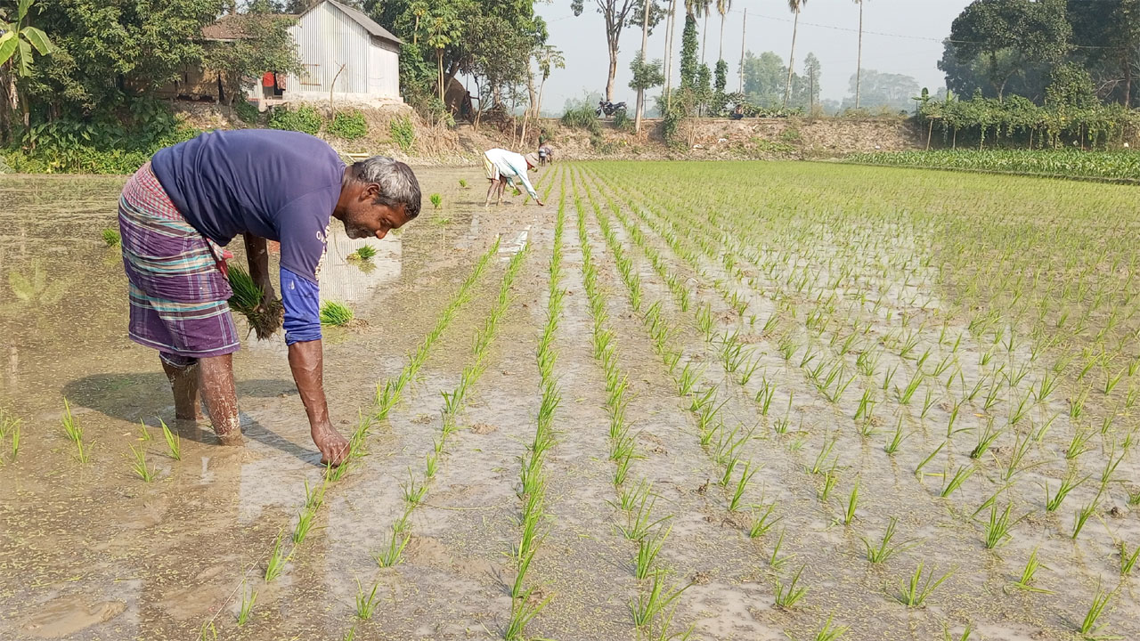 চারা রোপণে ব্যস্ত কৃষকরা
