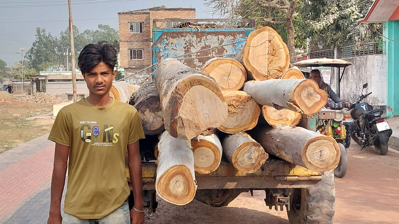 জব্দকৃত গাছসহ নসিমনচালক নাসিম হোসেন