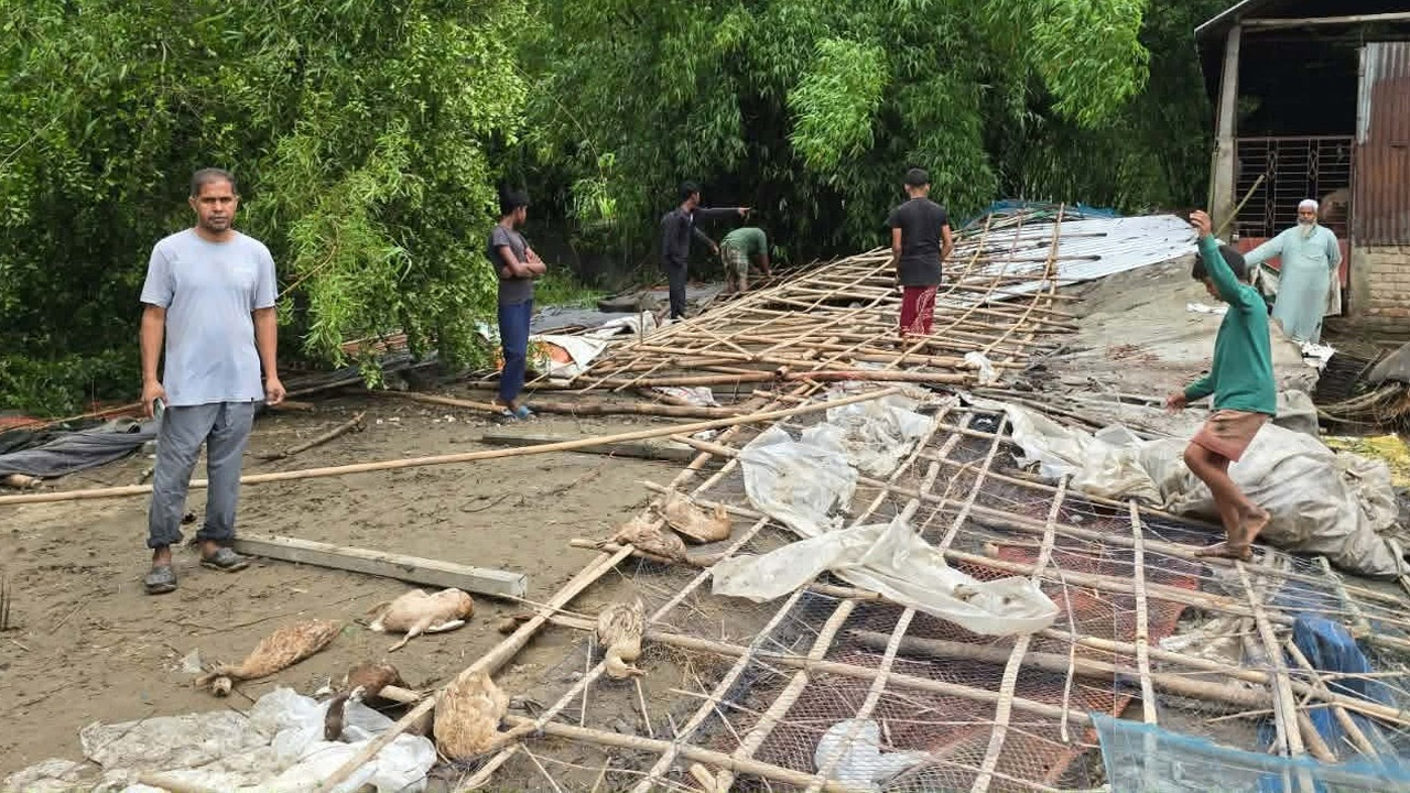শ্রীবরদীতে কালবৈশাখীর তাণ্ডবে হাঁস-মুরগির খামার লণ্ডভণ্ড