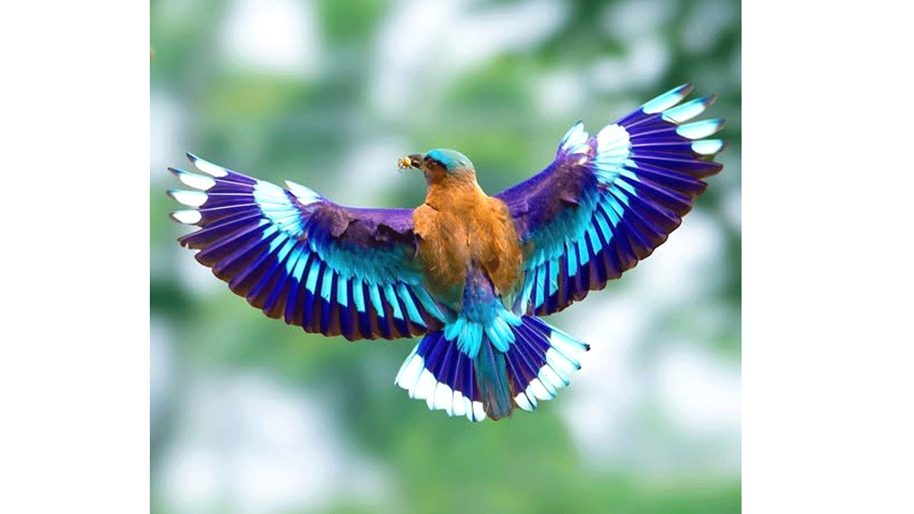 নীলকন্ঠ পাখি