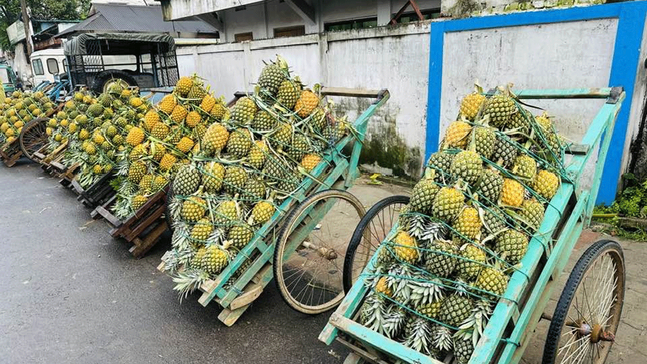 আনারসের সুবাসে মৌ মৌ করছে শ্রীমঙ্গল