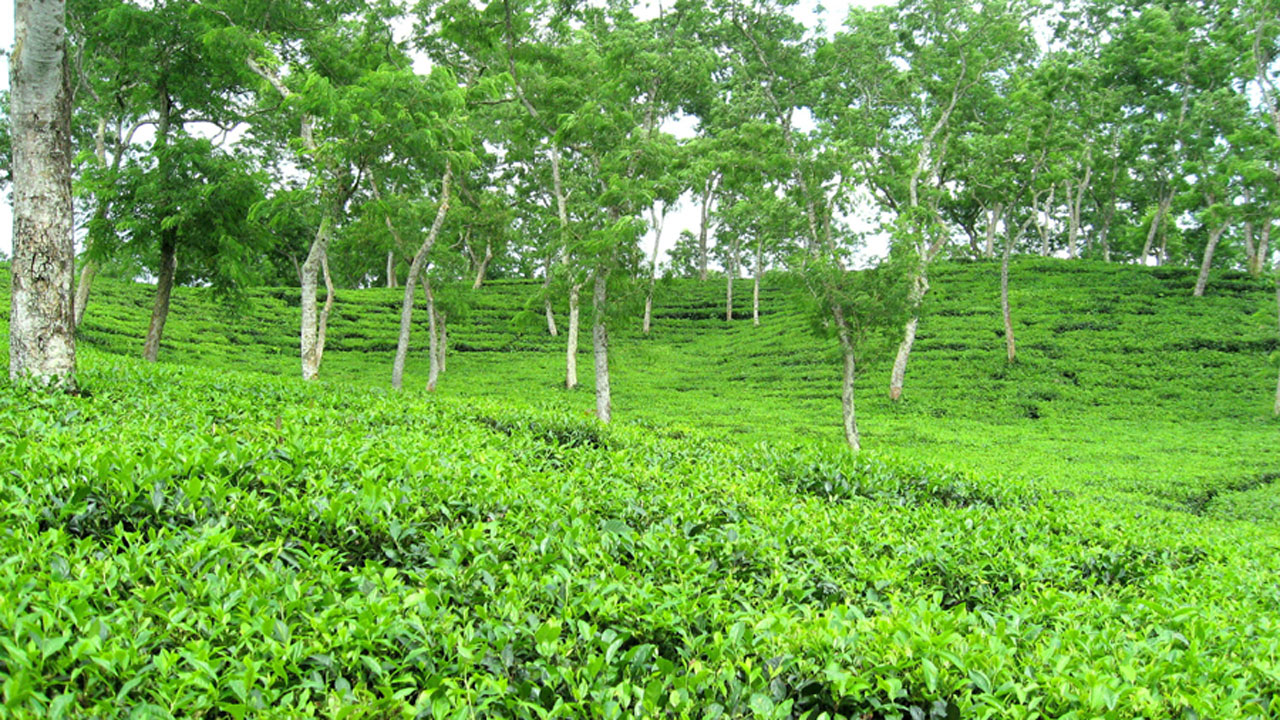 শ্রীমঙ্গলের চা বাগান