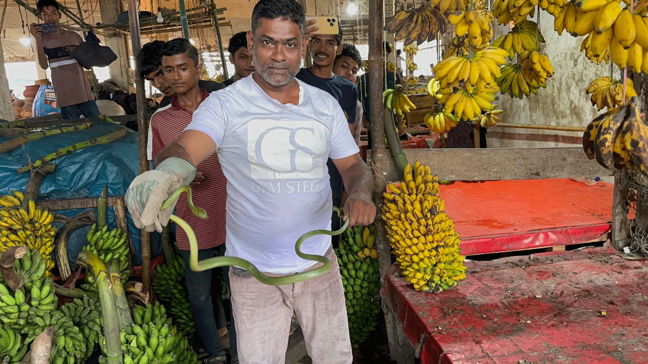 উদ্ধারকৃত ফণিমনসা সাপ